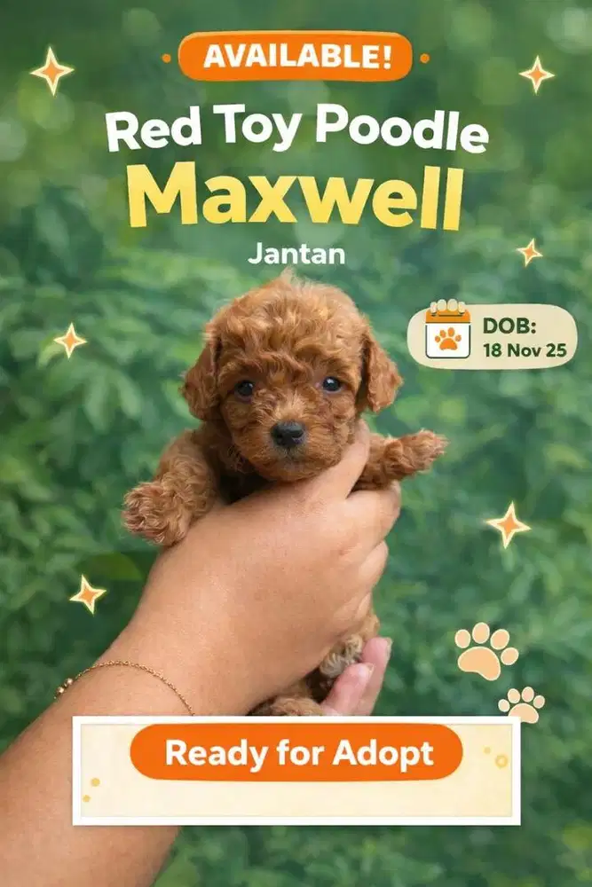 TOY POODLE GOOD QUALITY