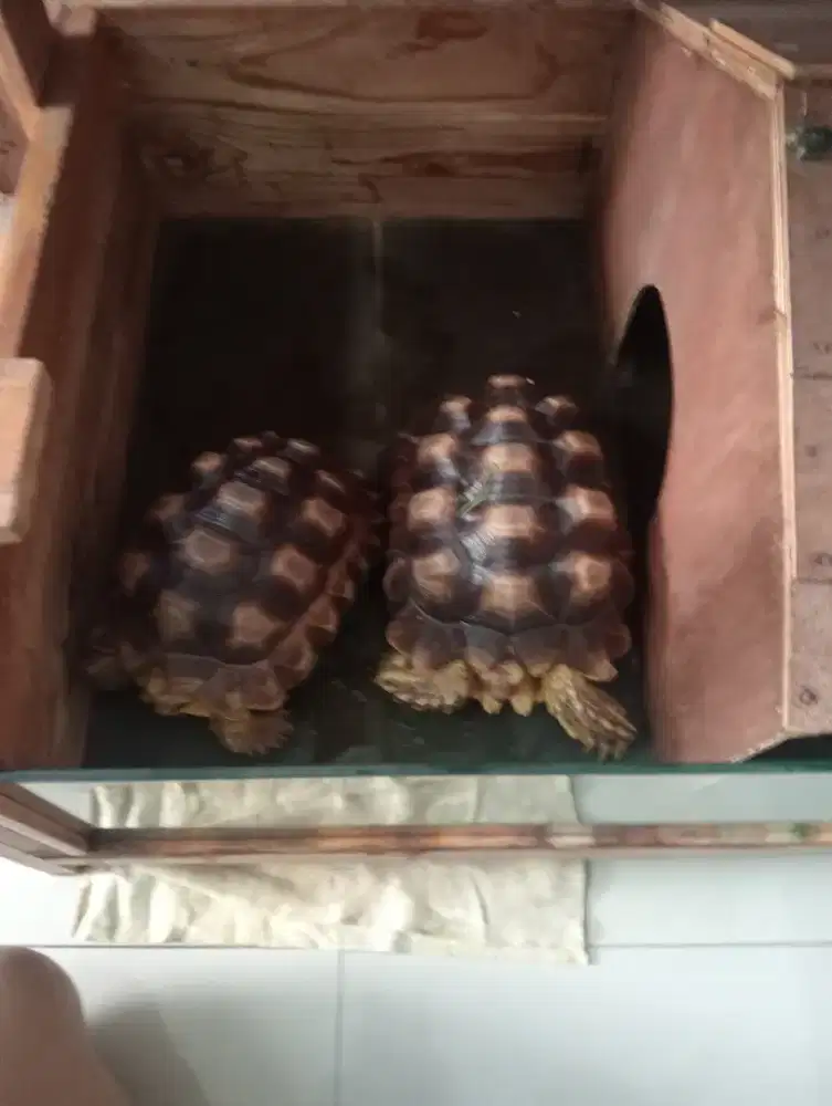 Kura Kura Afrika Sulcata