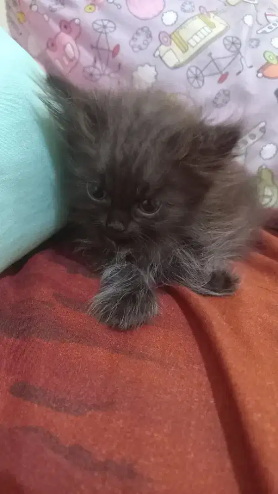 Kucing Persia jantan 3 bulan