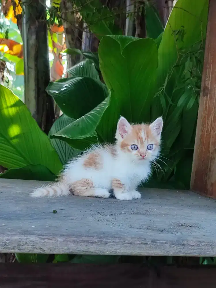 Kucing munckhin kaki pendek jantan