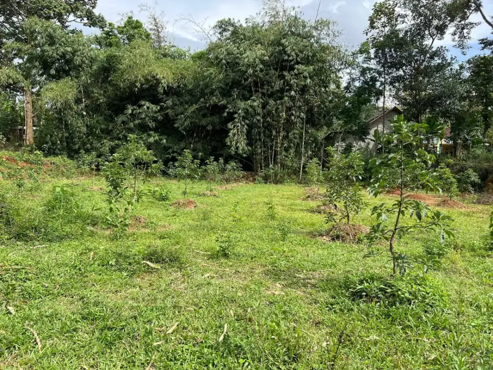 Kebun Alpukat 250 Juta Udara Dingin Karanganyar