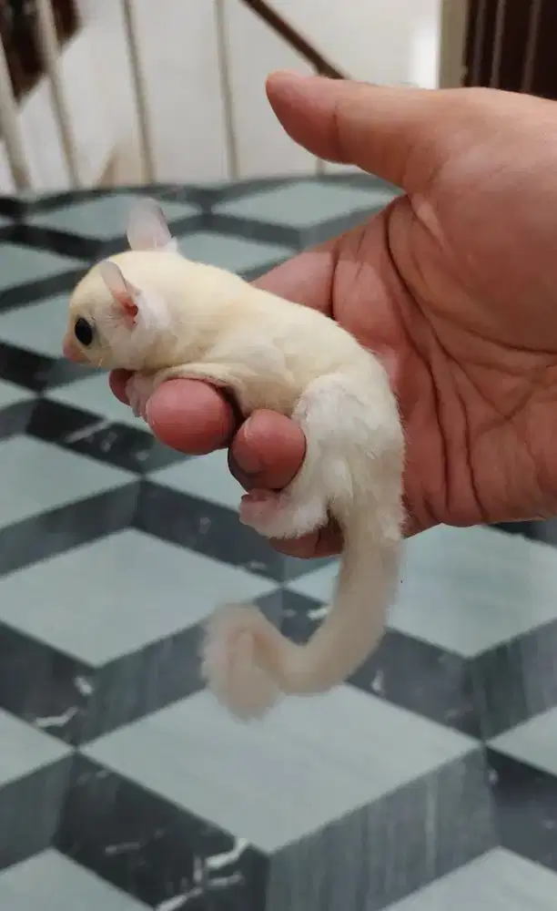 Sugar Glider Joey Jinak