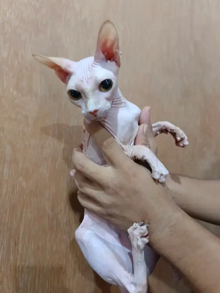 kucing betina sphynx