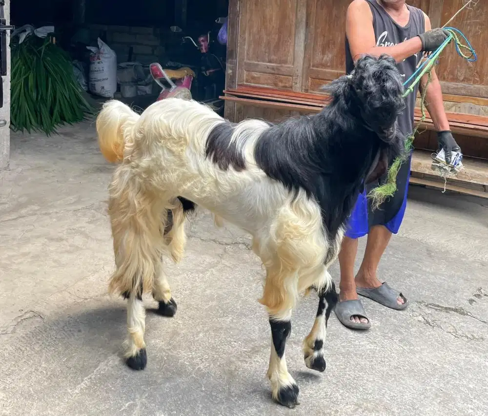 kambing etwa jantan
