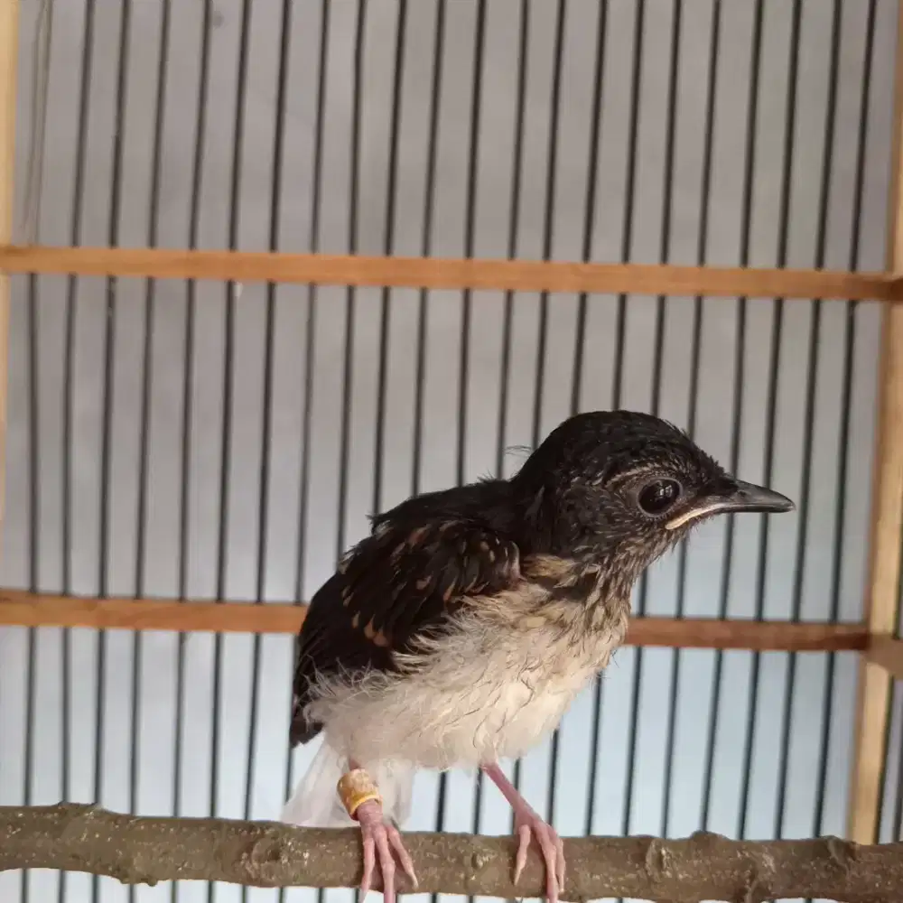 Anakan murai medan mandiri fur total