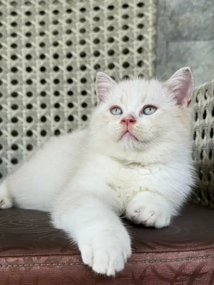 BSH Jantan Line Breed Ped