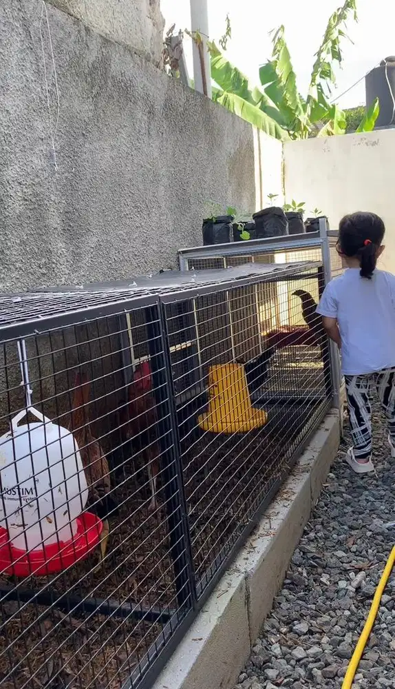 Jual kandang ayam Semi Umbaran