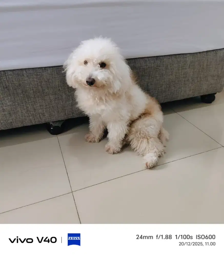 Poodle apricot jantan murah