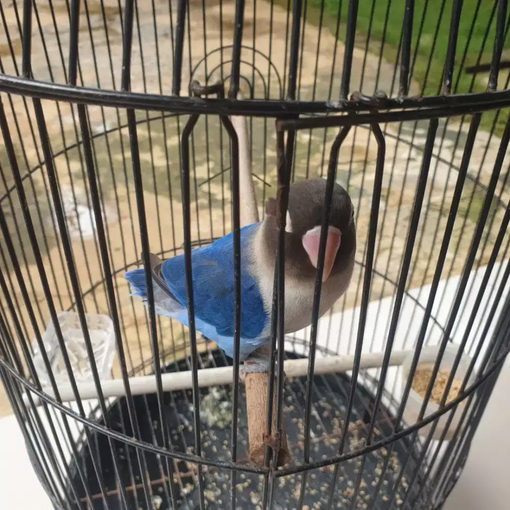 Lovebird biru mangsi 150rb (burja)