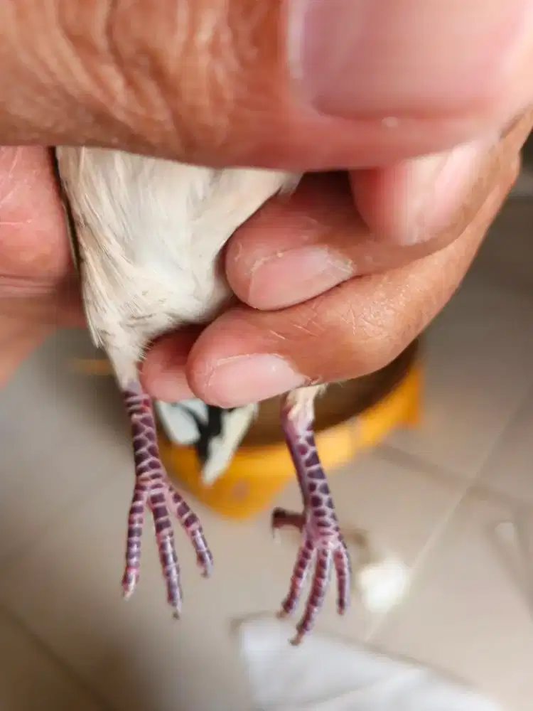 Perkutut Rajekwesi burja