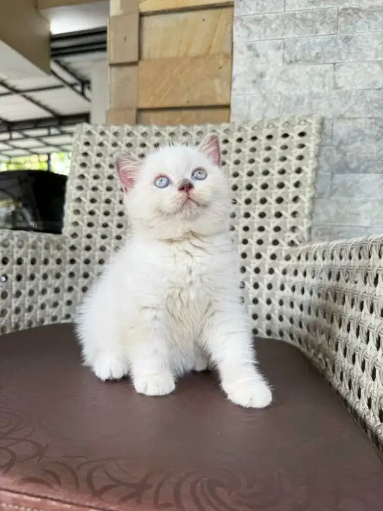 Kucing BSH Putih Line breed Ped