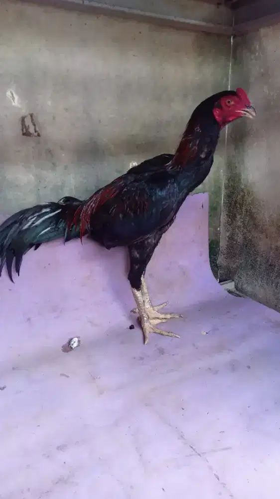 Jual ayam lancuran Bangkok pakhoy