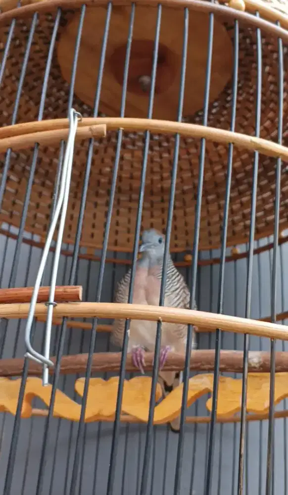 Perkutut Bangkok rawatan dari piyik(burja) jinlat