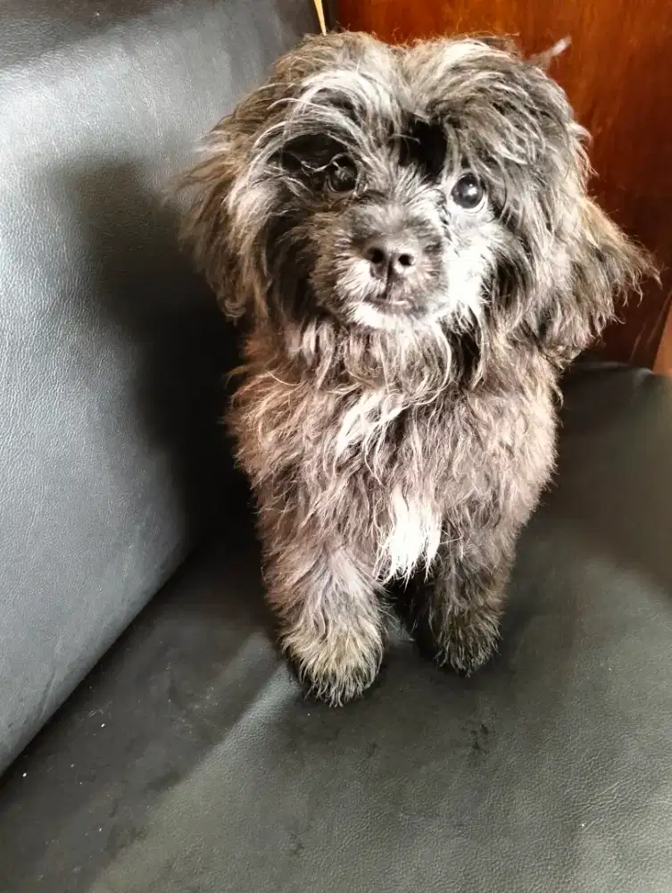 Anak anjing Shih-Tzu Tzu umur 4 bulan