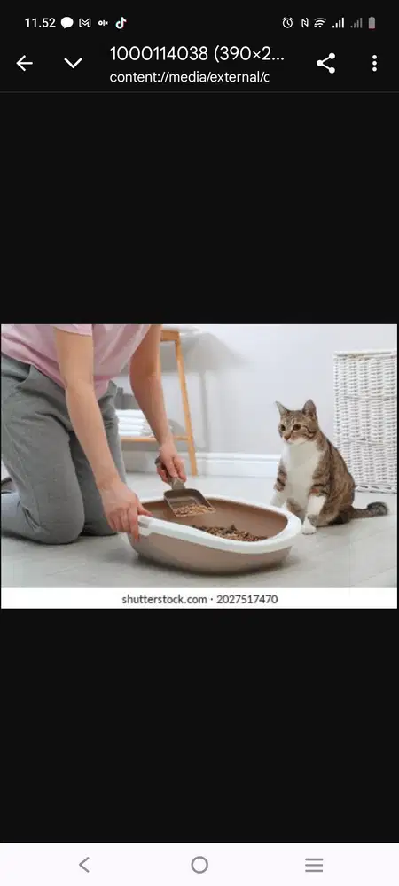 Di cari ART wanita pencinta kucing yang minat kerja serius