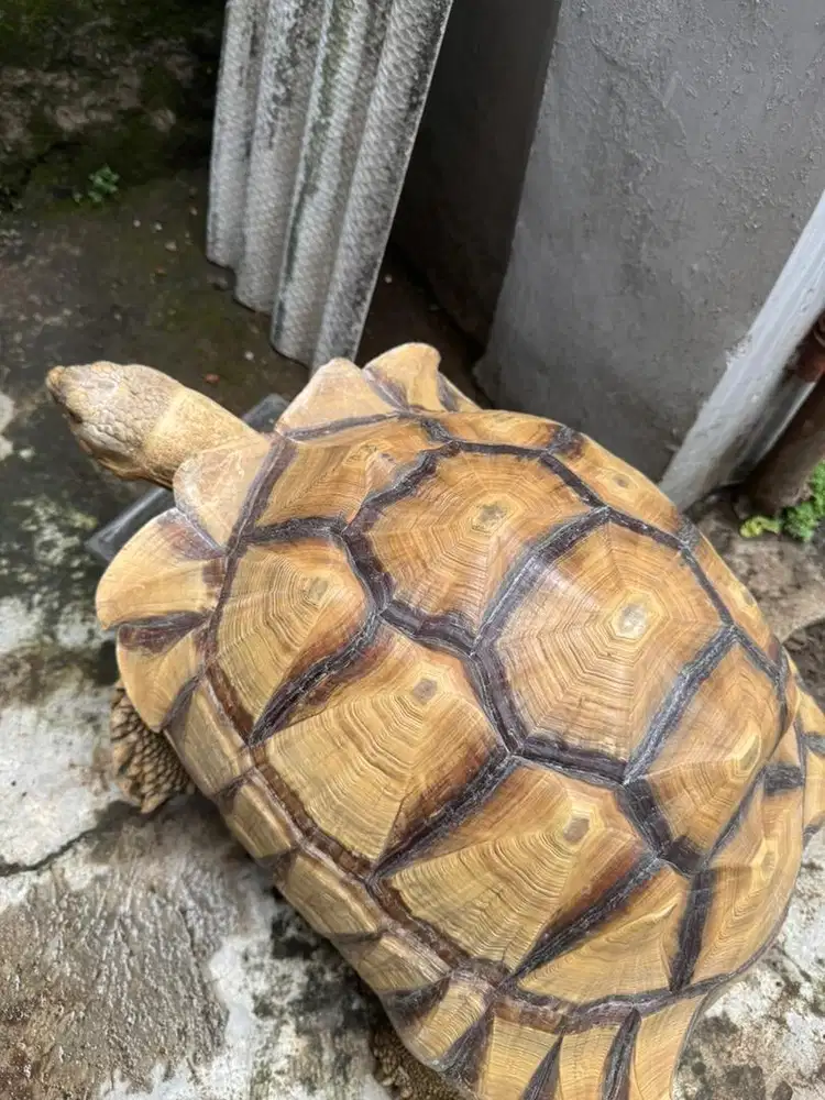 Kura Sulcata 35 cm up