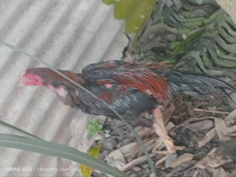 Ayam Bangkok Purworejo