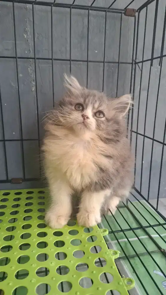 Anak kucing anggora/kitten persia betina/kucing persia betina