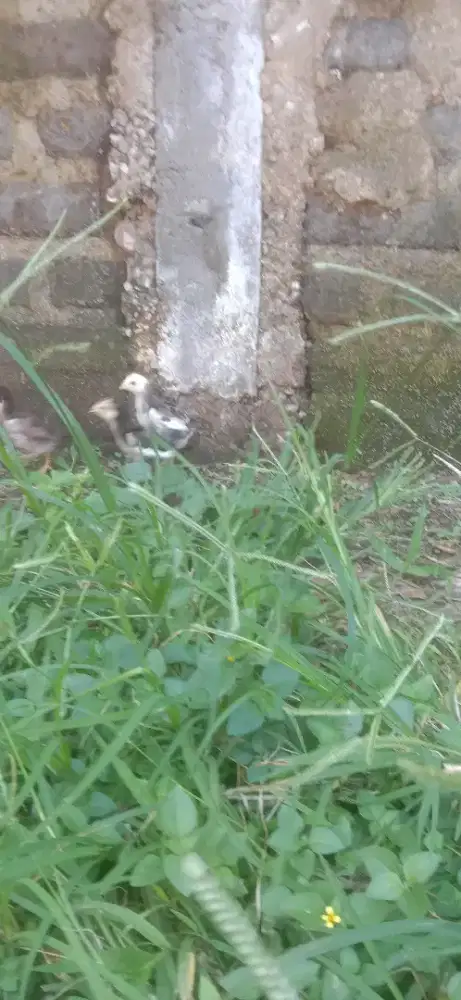 Anak ayam pakhoy  shamo aseel  Mirah aaja monggo