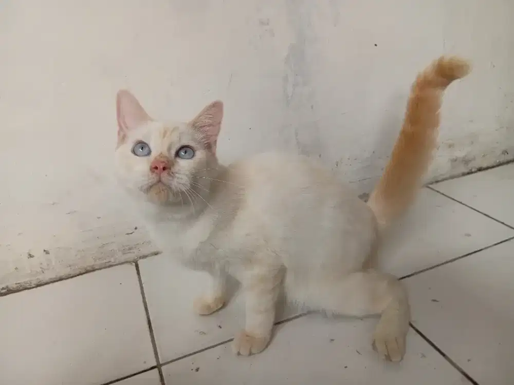 Kucing british shorthair pure bread jantan 10bulan