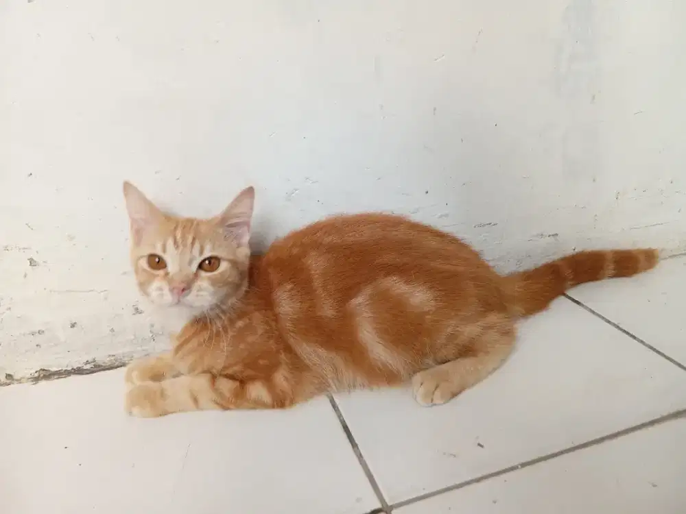 Kucing british shorthair jantan usia 10bulan