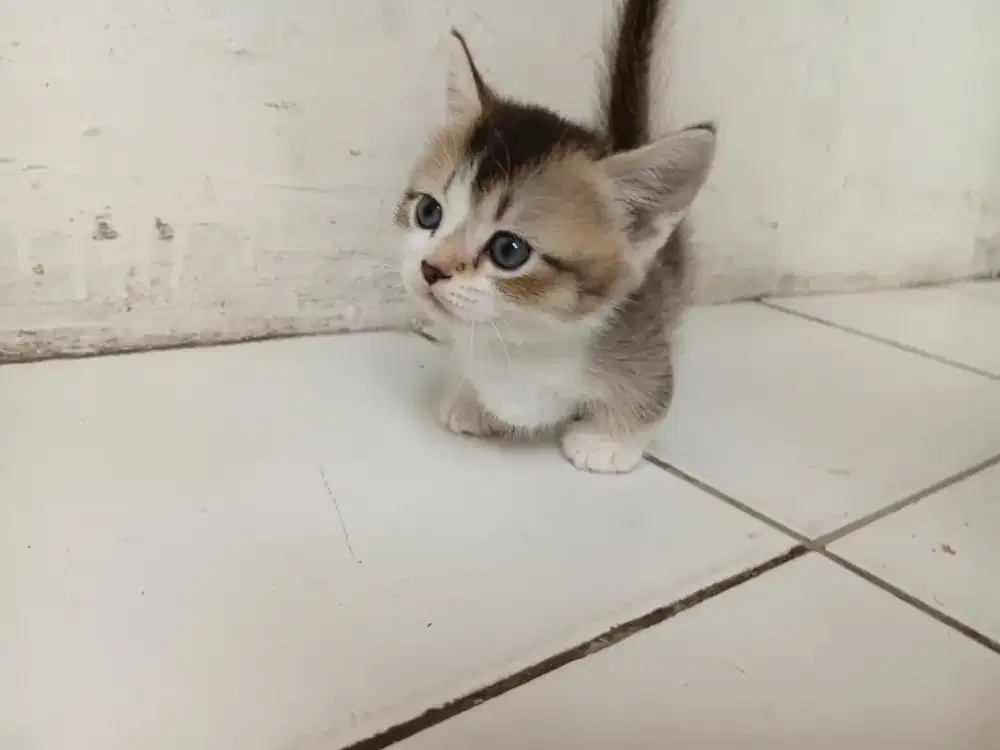 Kucing british shorthair munckhin cebol