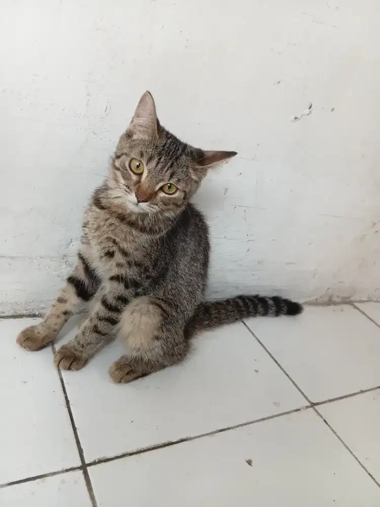 Kucing british shorthair jantan taby usia 5bulan