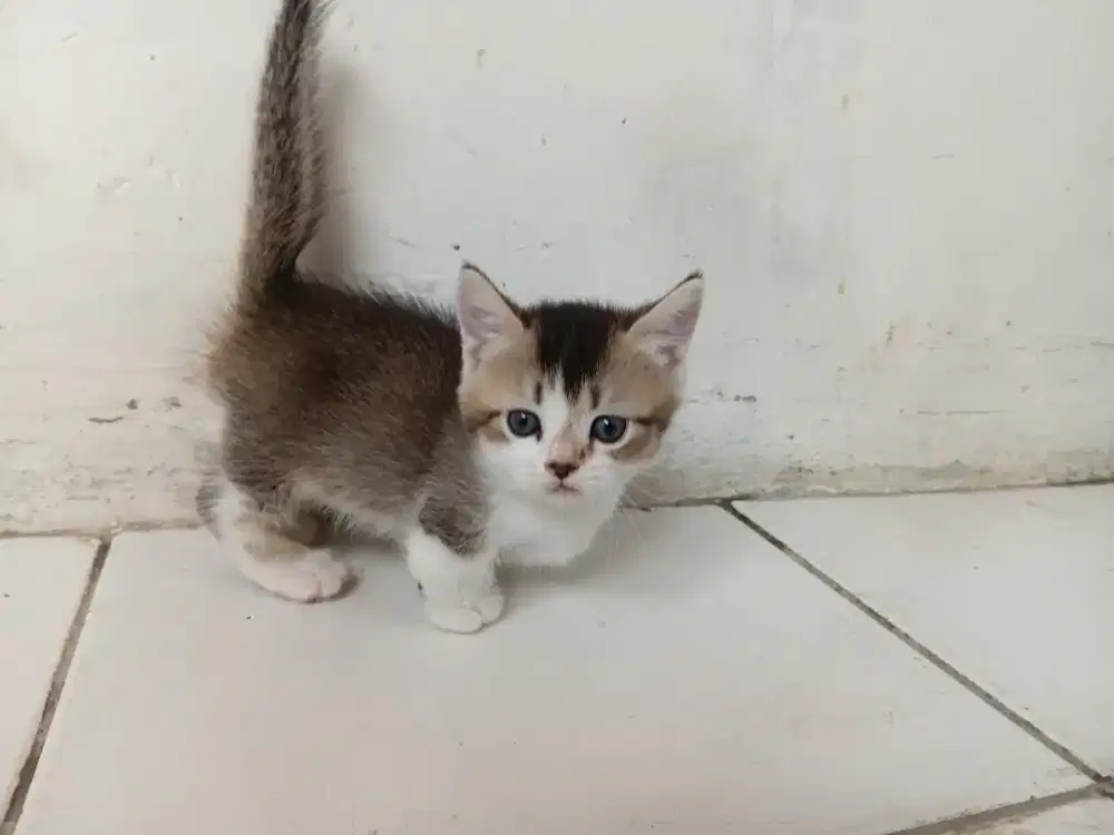 Munckhin cebol bsh golden jantan