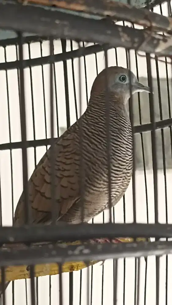 Perkutut cemani Mojopahit manggung lok depok