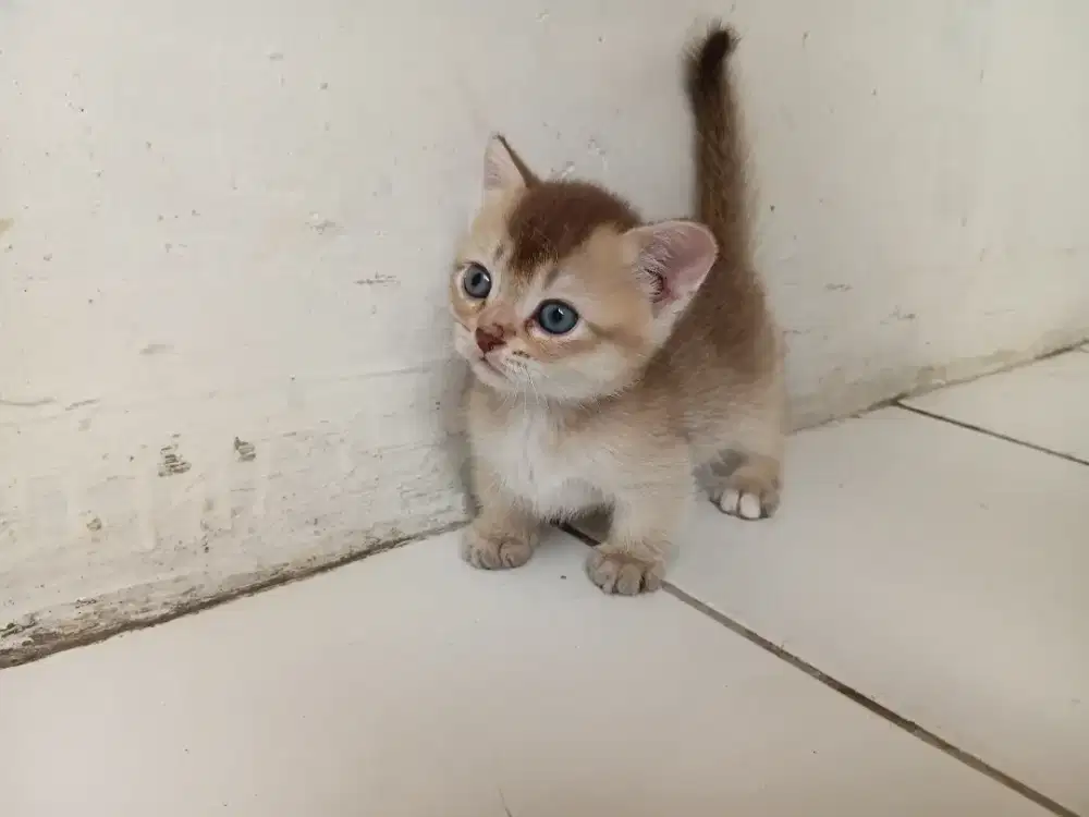 Munckhin bsh golden jantan