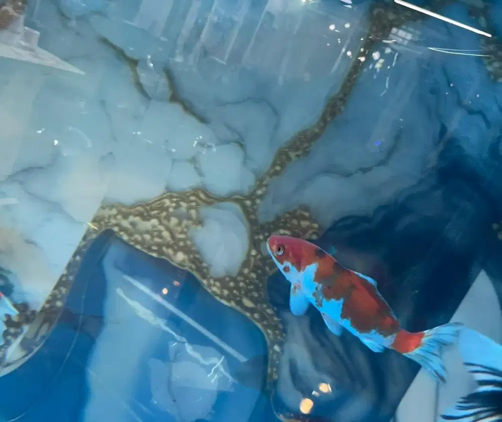 Koi Blitar size 13 -15 , 4 ekor