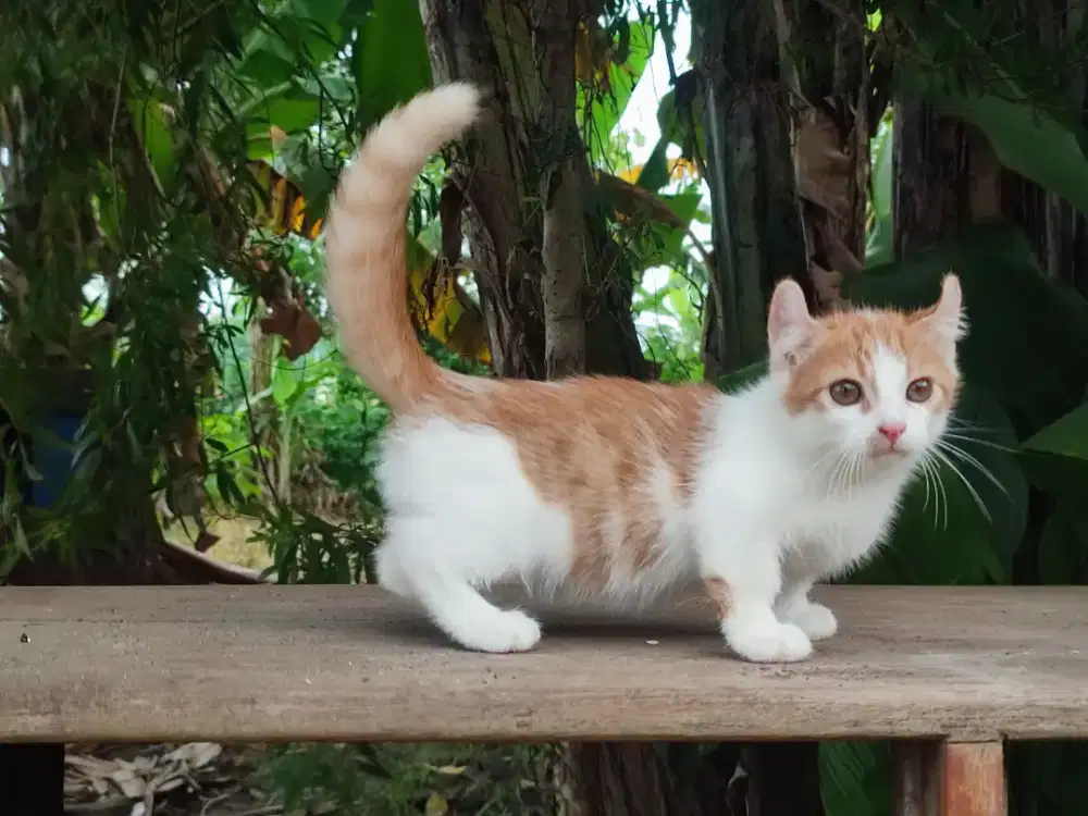 Kucing munckhin kinkalow