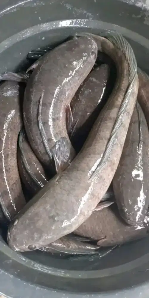 Makanan/bahan kuliner pemulihan