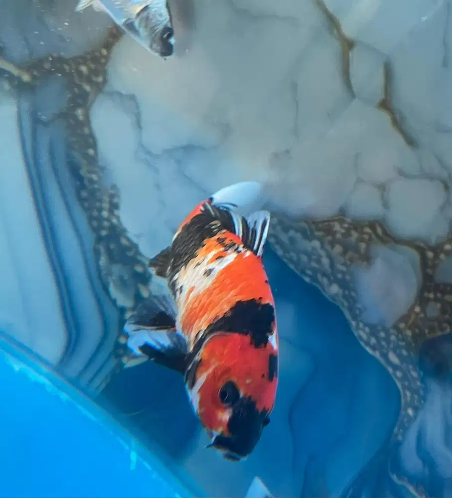 Koi Showa Blitar size 25 cm , 1 ekor