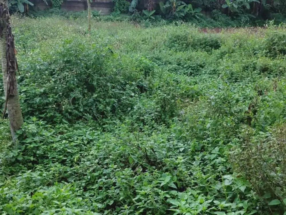 Dijual 1 Tanah 2 Sertifikat 1990M2 di Legok By Rumah Chinida (Dw)