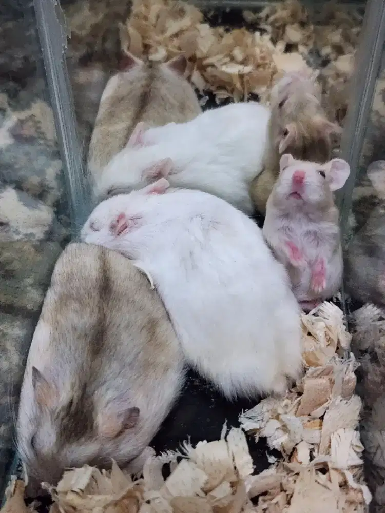 Hamster winter golden