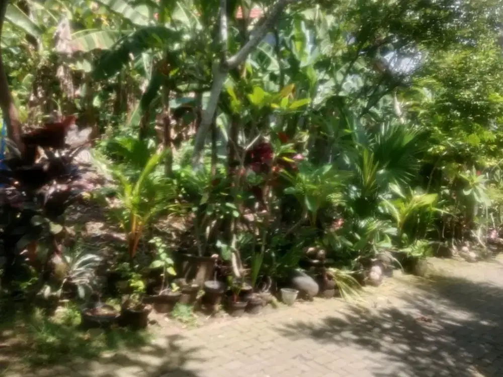 Tanah 3,2 are Di Dalung dekat Canggu Kerobokan Padonan