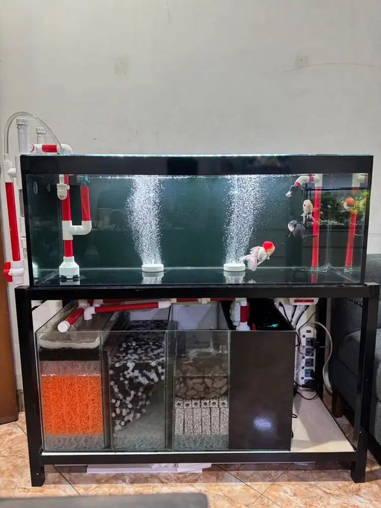 Aquarium fullset mulus termasuk ikan