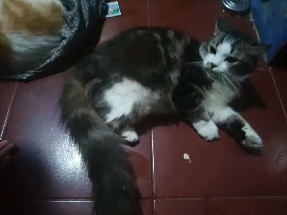 Pejantan Persia Hitam Putih