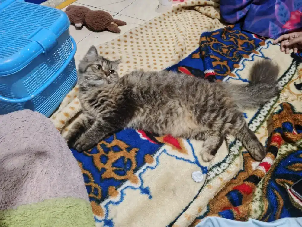 Kcing flatnose mix persia betina