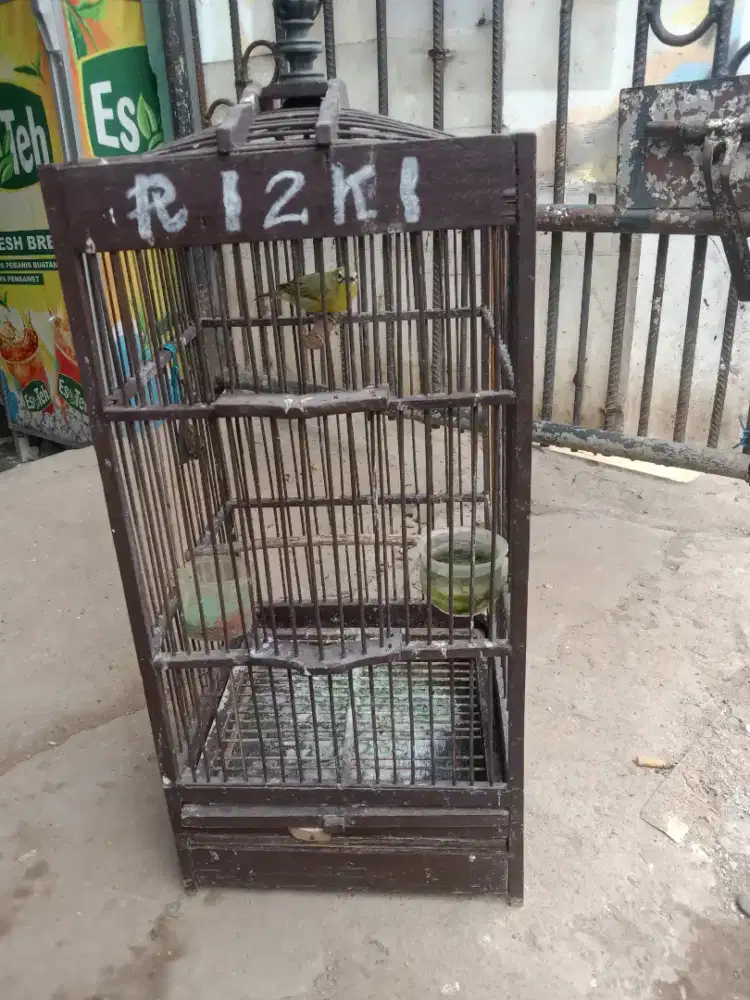 Burung burcil dakbal wiksar