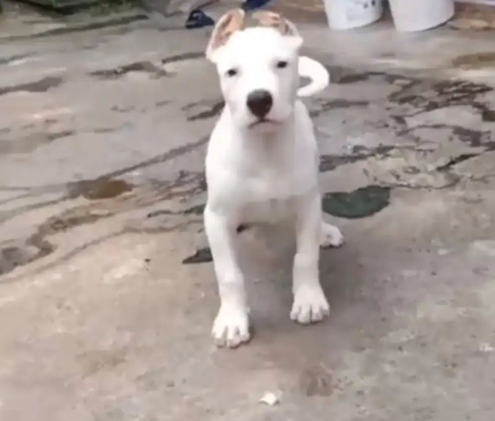 Dogo Argentino puppies