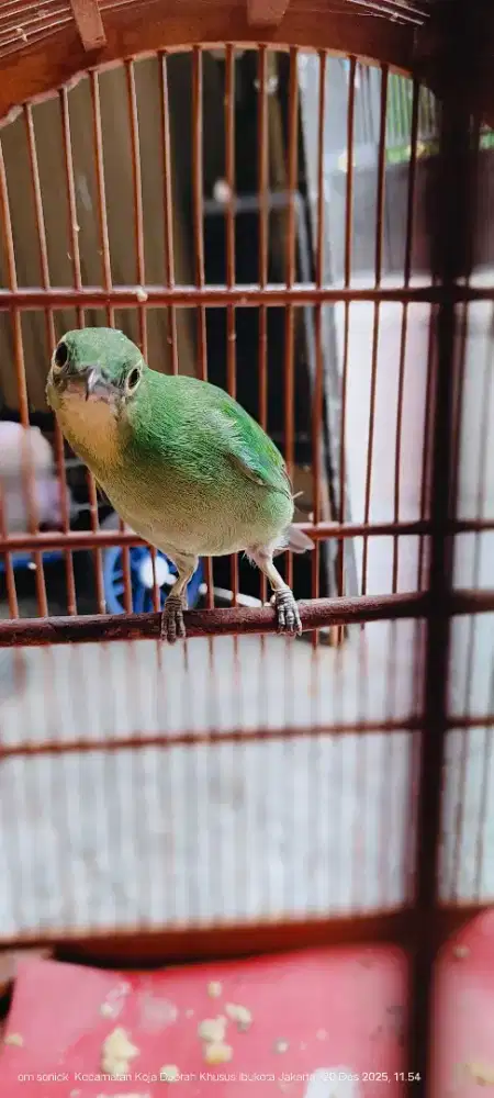 Kandang kotak burung