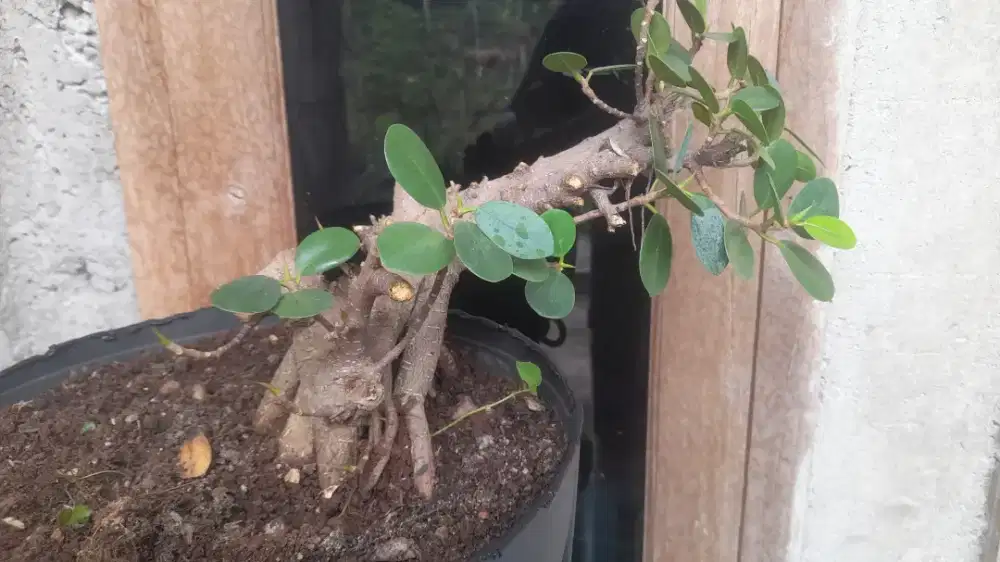 Bonsai Beringin Dolar Usia 20 tahunan