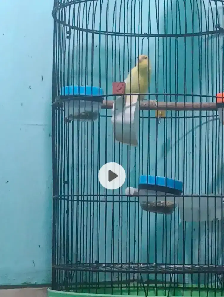 Paud kenari Loper Ngriwik