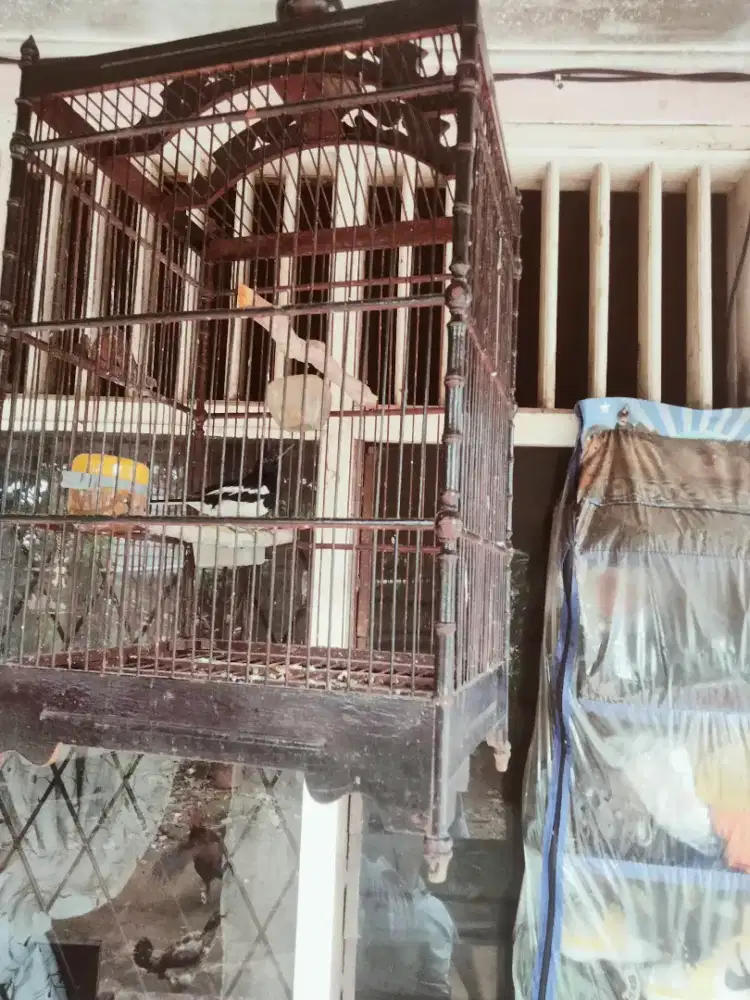 Burung Kacer muda lagi dokor+sangkar