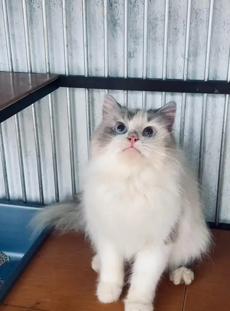 Ragdoll female deep blue eyes