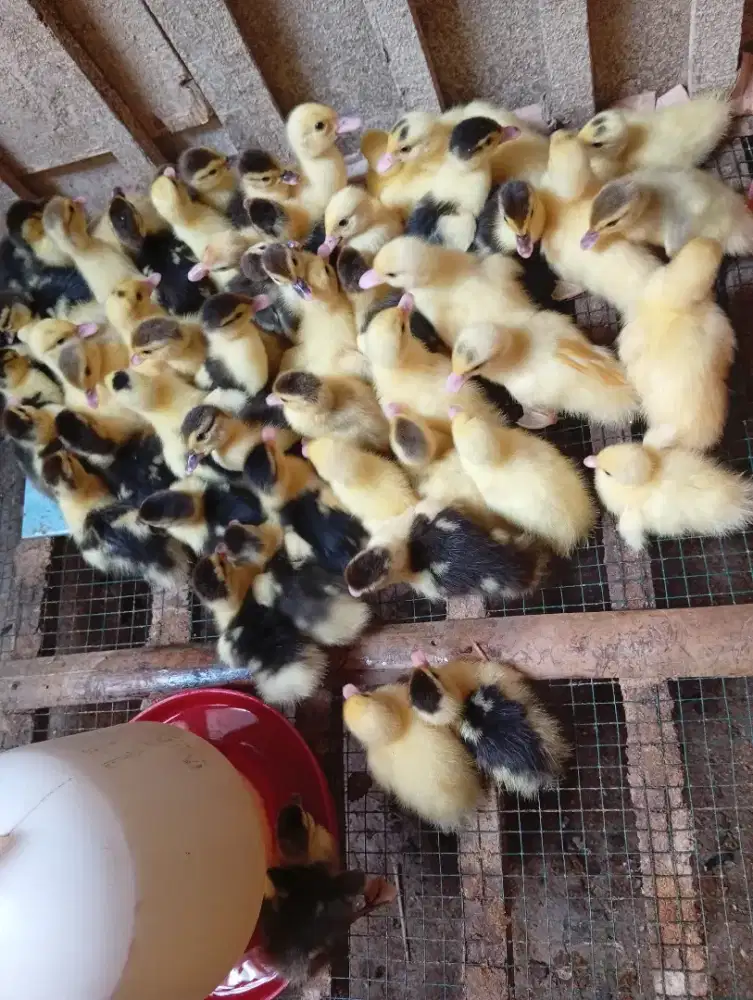 DOE ENTOK JENIS SUPERAN