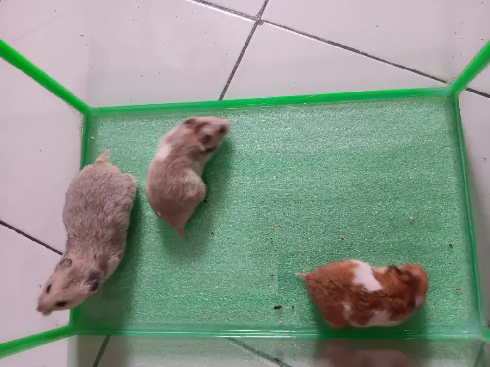 Hamster syrian 3 ekor