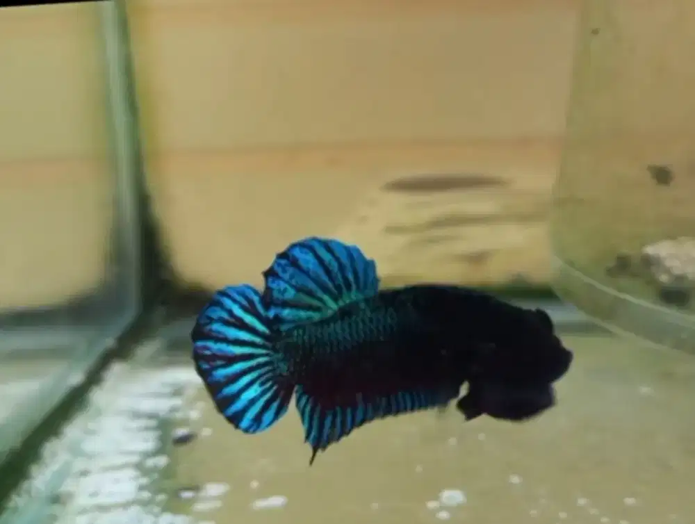 cupang adu medan super